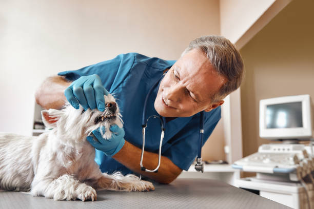 Best Same-Day Emergency Dental Services in Mazon, IL